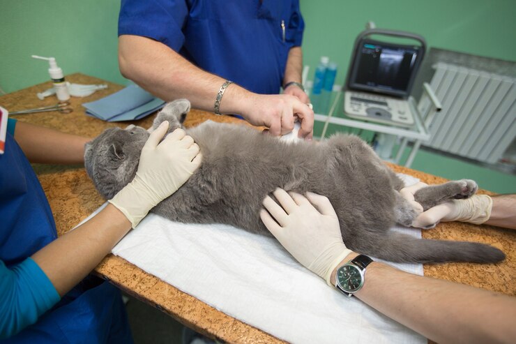 Acupuntura animal em São Bernardo do Campo