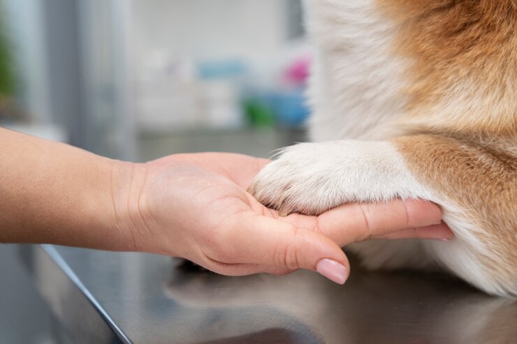 Cuidados paliativos para pets