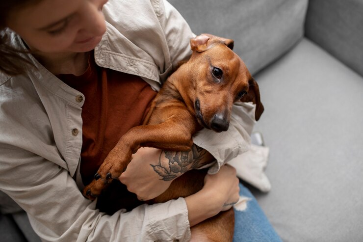 cuidados paliativos para pets