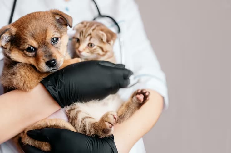 Clinica veterinária em Mauá: serviços completos para a saúde do seu pet