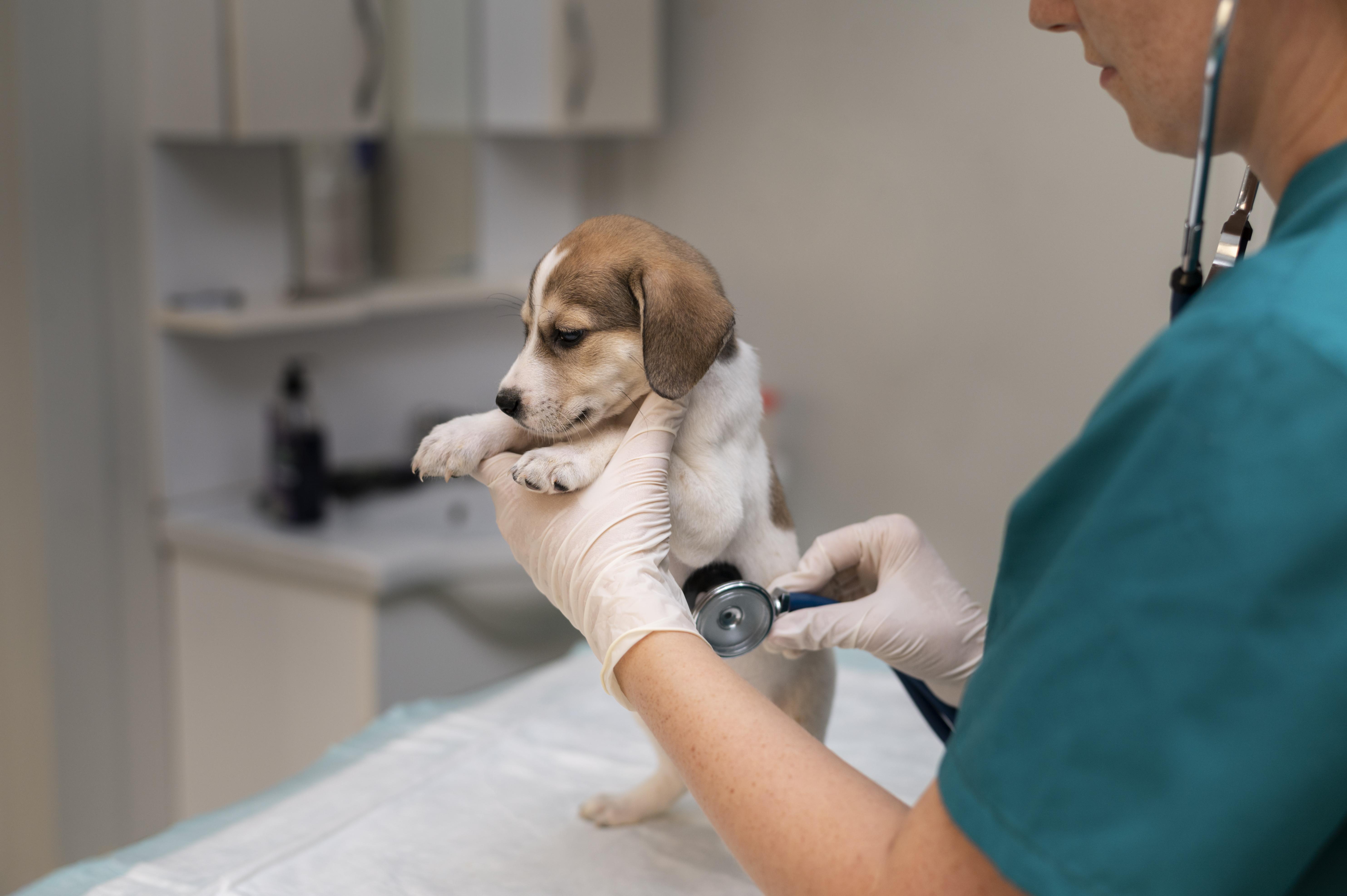 Clinica veterinária em Mauá: serviços completos para a saúde do seu pet
