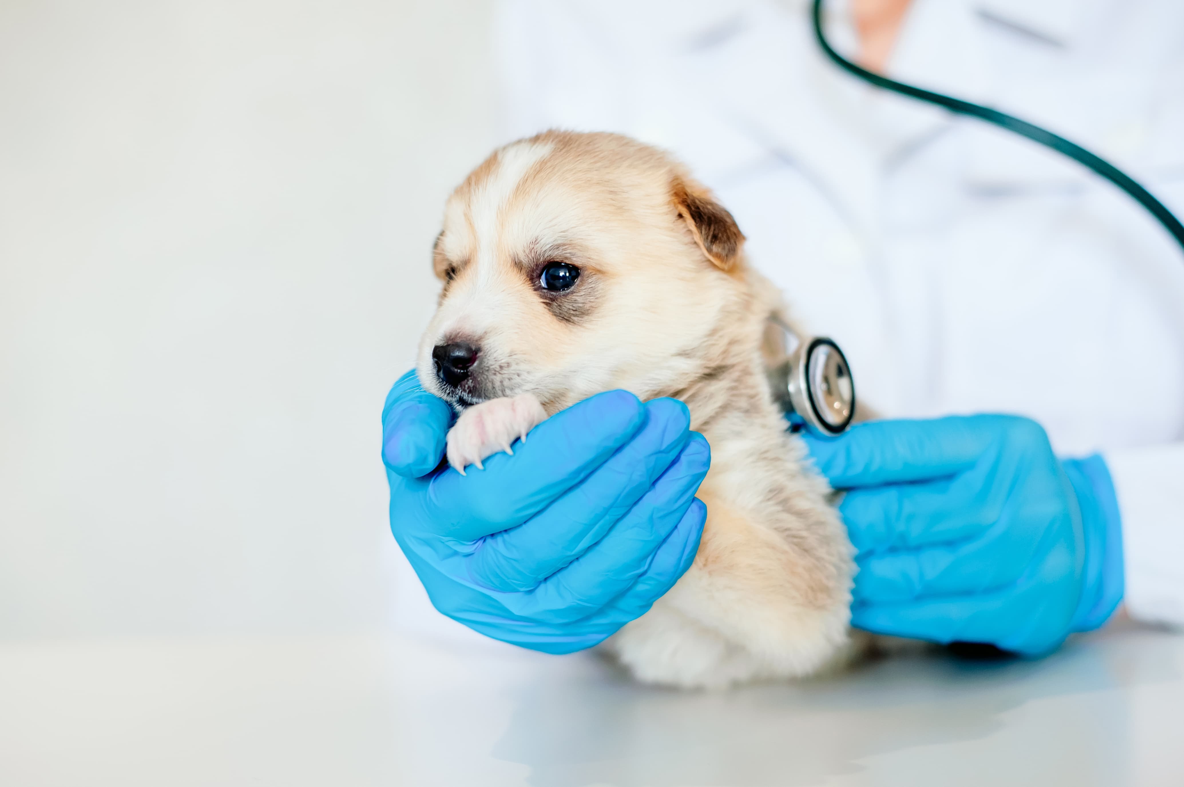 Clinica veterinária em Mauá: serviços completos para a saúde do seu pet